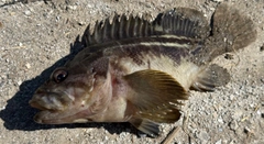 シマゾイの釣果