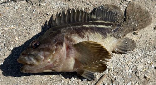 シマゾイの釣果