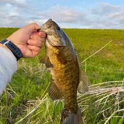 スモールマウスバス