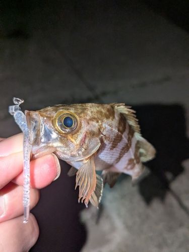 メバルの釣果