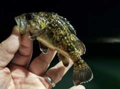クロソイの釣果