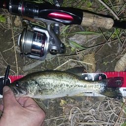 ラージマウスバス