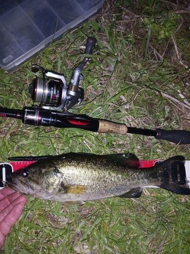 ラージマウスバスの釣果