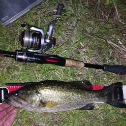 ラージマウスバス