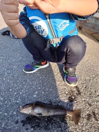 アイナメの釣果