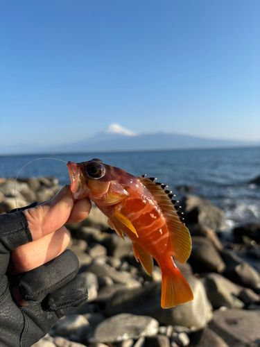 アカハタの釣果