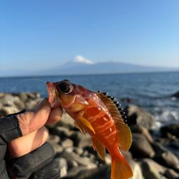 アカハタ