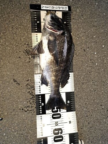 クロダイの釣果