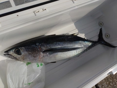 ビンチョウマグロの釣果