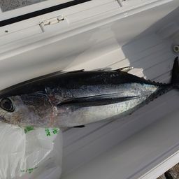 ビンチョウマグロ