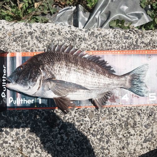 クロダイの釣果