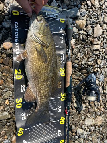 スモールマウスバスの釣果