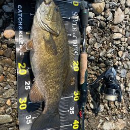 スモールマウスバス