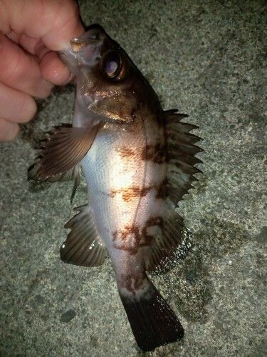 メバルの釣果