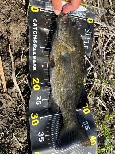 スモールマウスバスの釣果