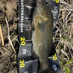 スモールマウスバス