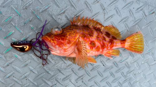 アヤメカサゴの釣果