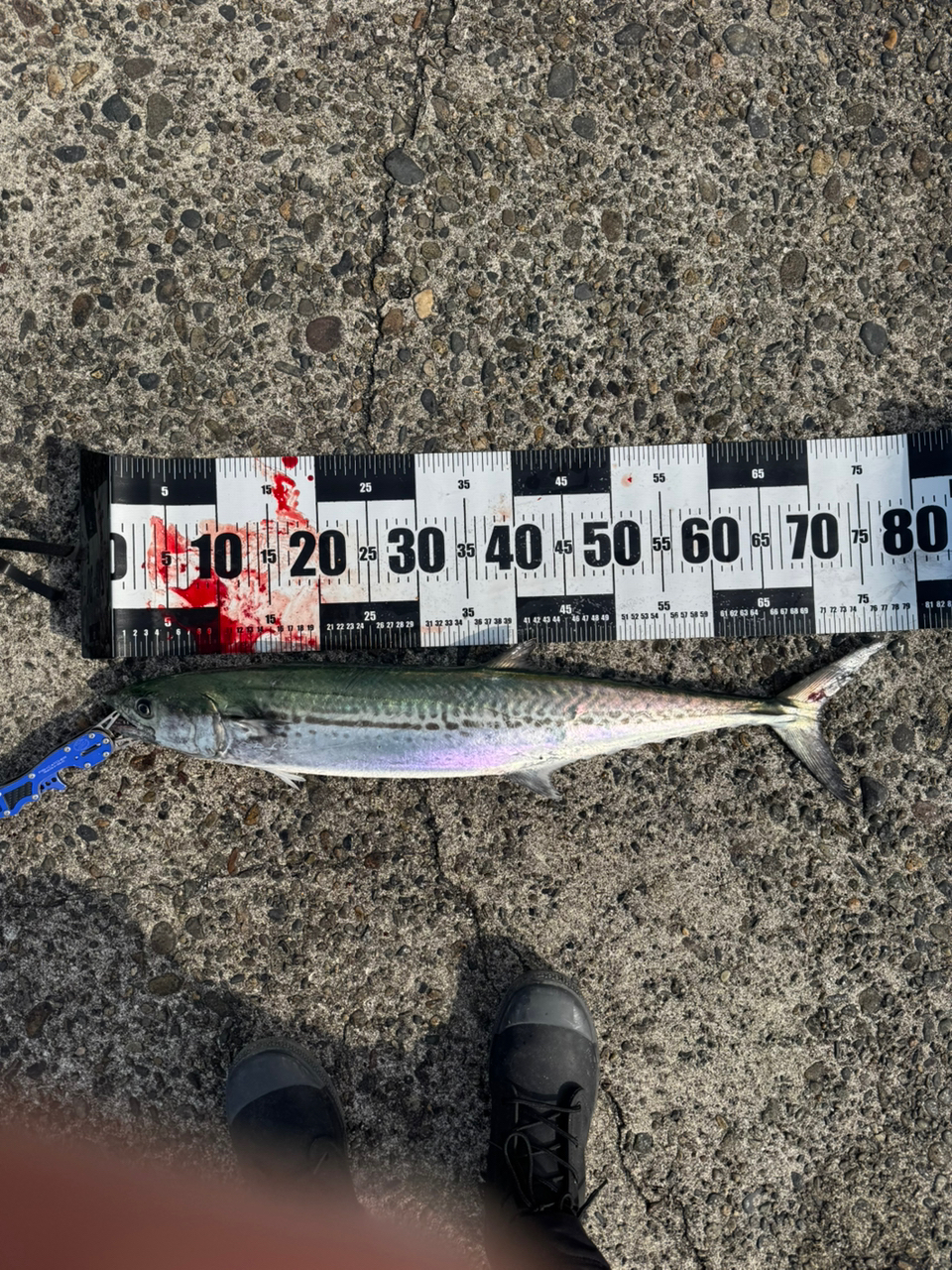 SHIMANO ダイナダート XR 2023年モデルの最安値・インプレ・釣果