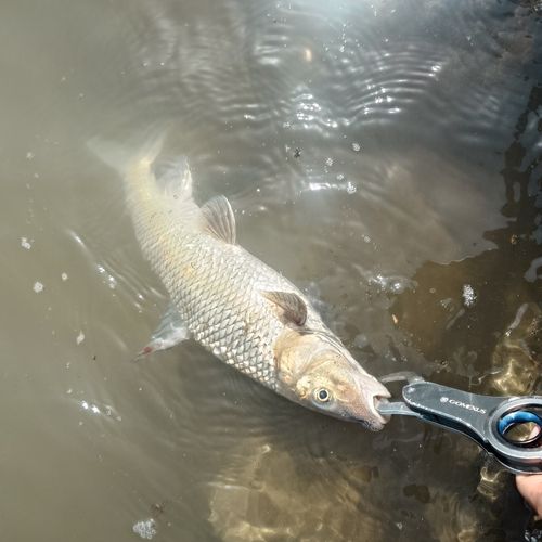 ニゴイの釣果
