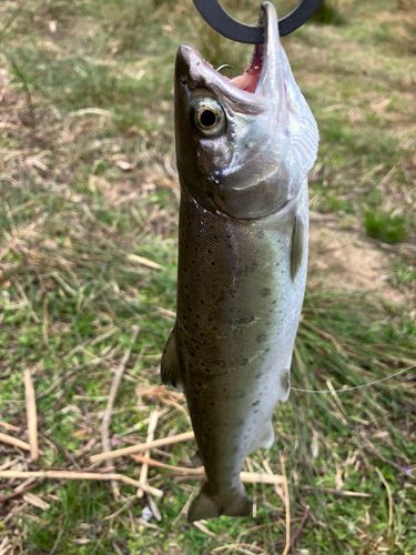 ヤマメの釣果