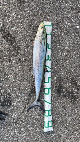 サワラの釣果