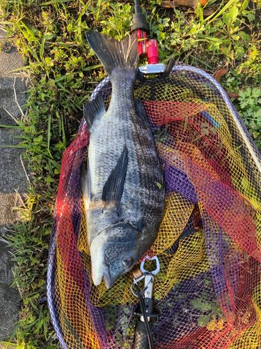 チヌの釣果