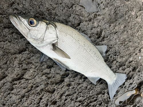 ヒラスズキの釣果