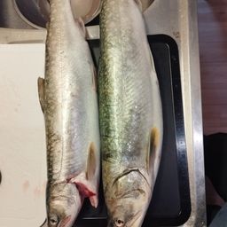 アメマス