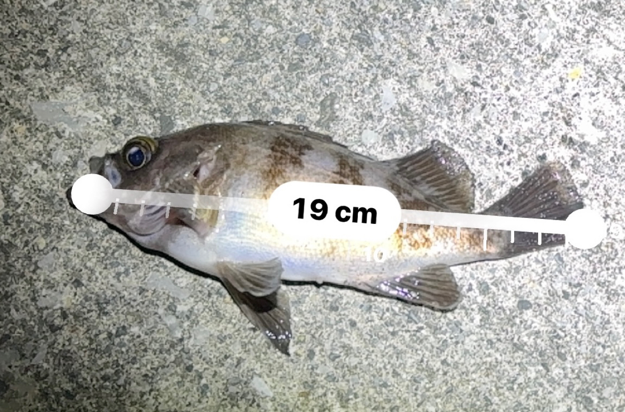 AbuGarcia ソルティーステージ プロトタイプ アジング XAJS