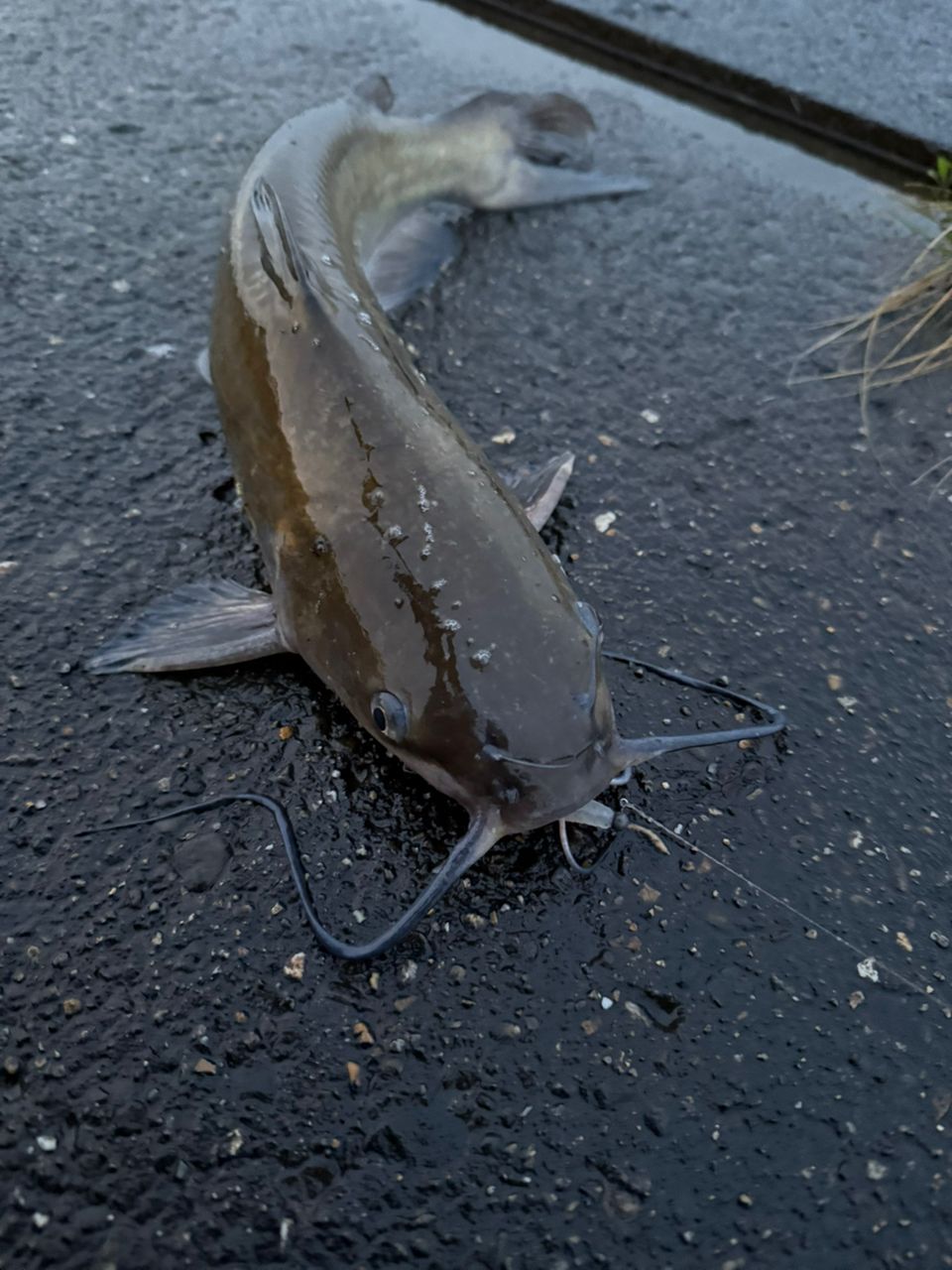 アメリカナマズ