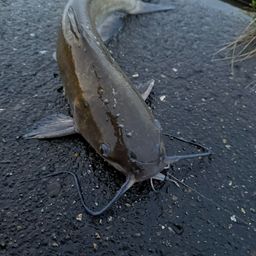 アメリカナマズ