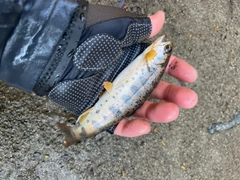 ヤマメの釣果