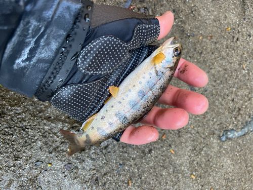 ヤマメの釣果