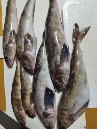 ホッケの釣果