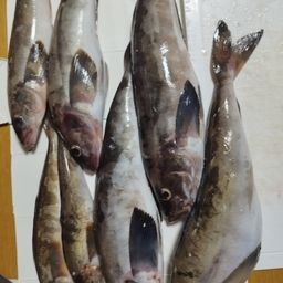 ホッケ
