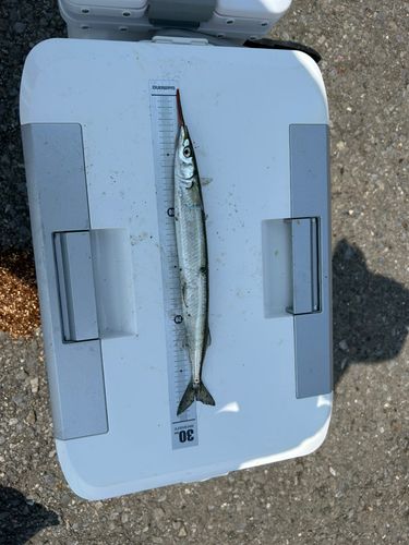 サヨリの釣果