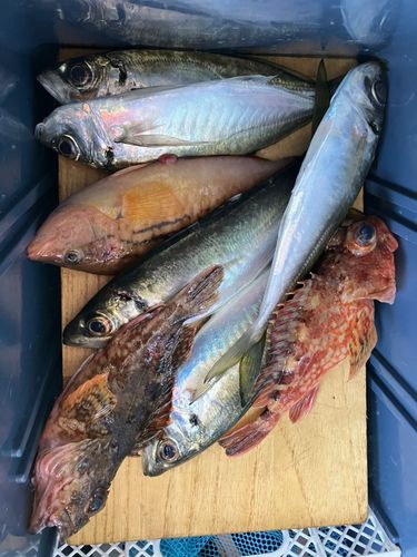 アジの釣果