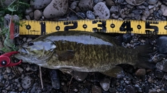 スモールマウスバスの釣果
