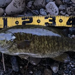 スモールマウスバス