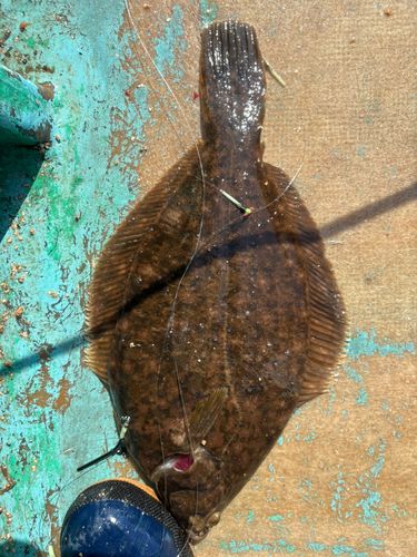 マコガレイの釣果
