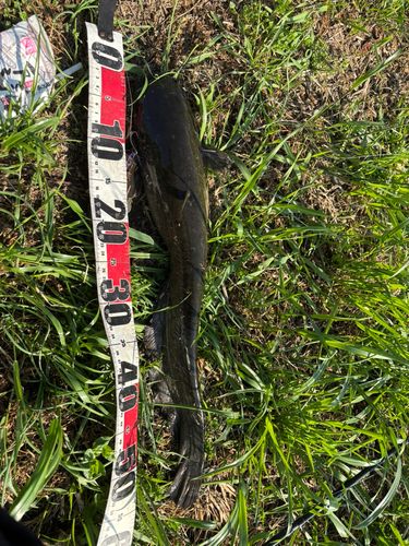 マナマズの釣果