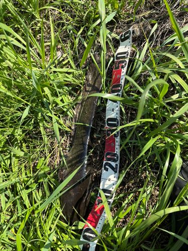 マナマズの釣果