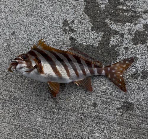 タカノハダイの釣果