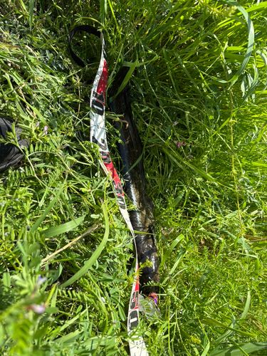 マナマズの釣果