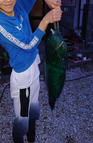 カンムリベラの釣果