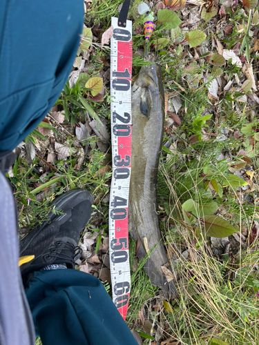 マナマズの釣果