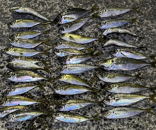アジの釣果