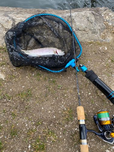 ニジマスの釣果