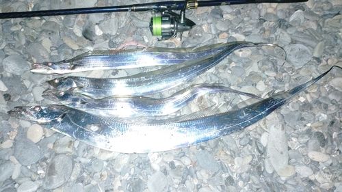 タチウオの釣果