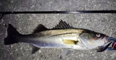 シーバスの釣果